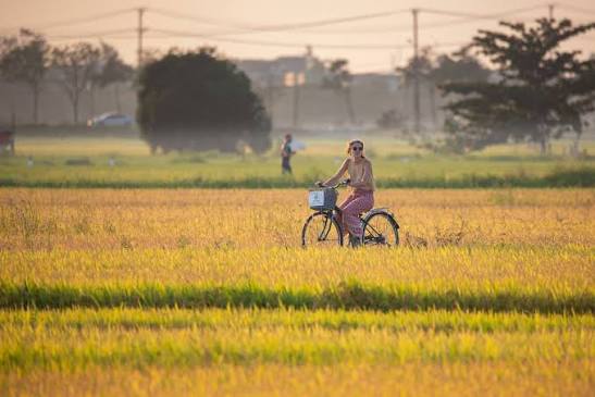 Young woman cycling through ripe rice fields on a Hoi An bike tour